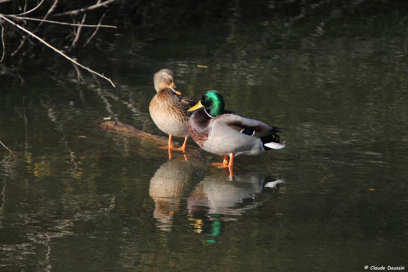 Canard colvert