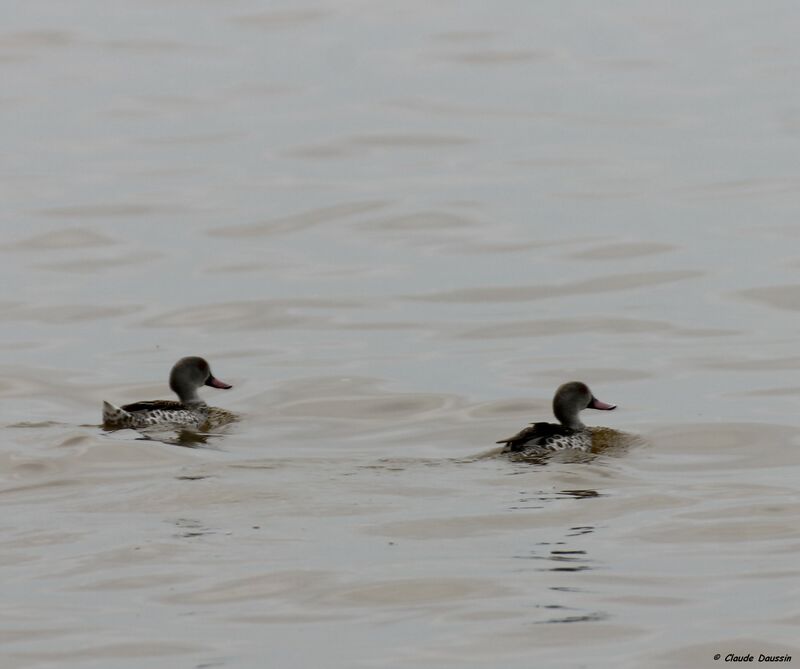 Cape Teal