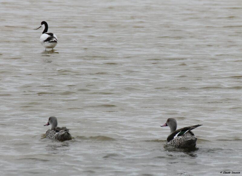 Canard du Cap