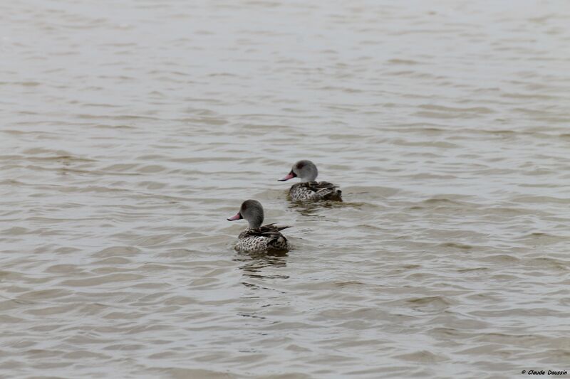 Cape Teal