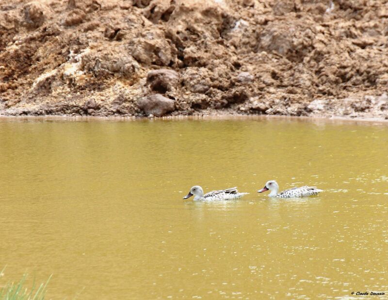 Canard du Cap