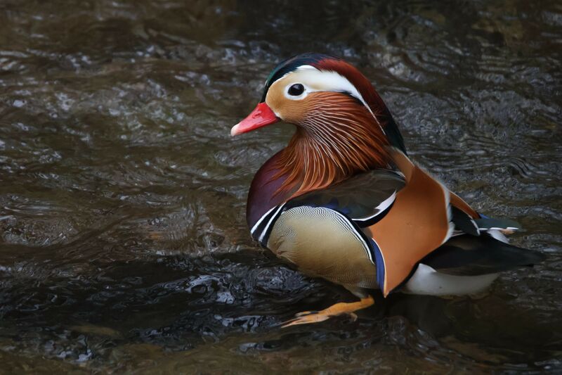 Canard mandarin mâle