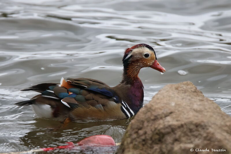 Mandarin Duck male adult