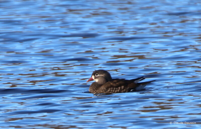 Mandarin Duck female adult, swimming