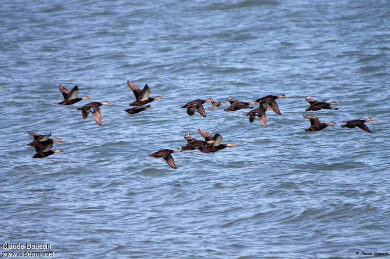 American Black Duck, pigmentation, Flight