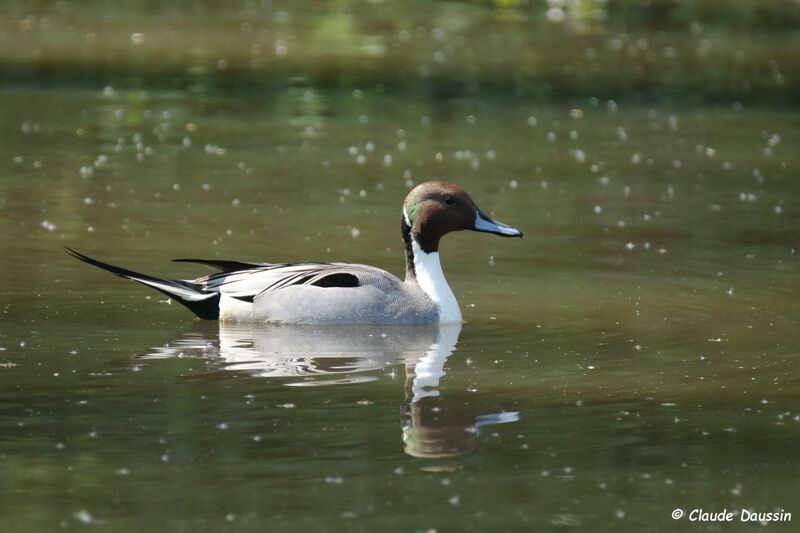 Northern Pintail