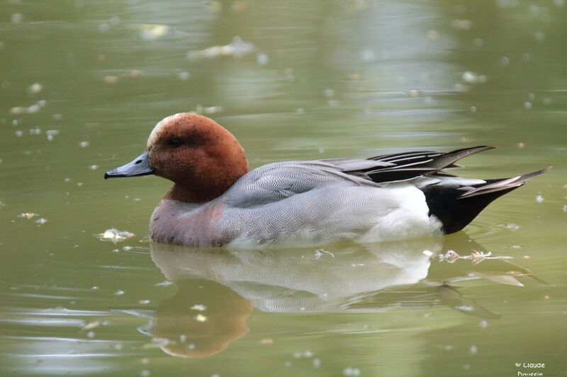 Eurasian Wigeon