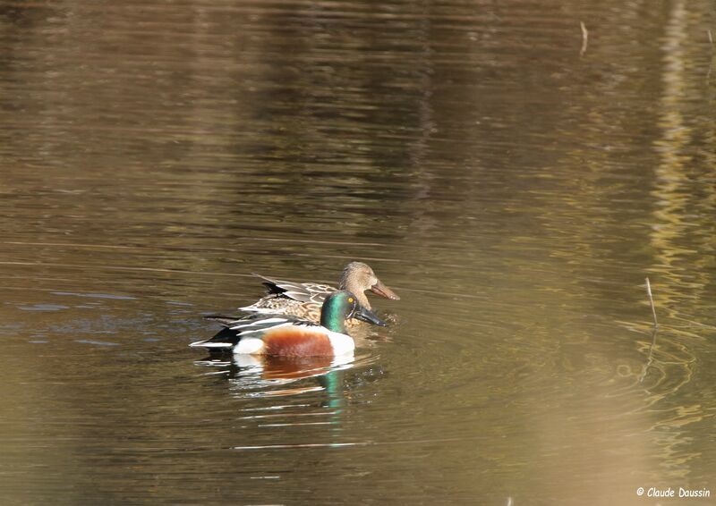 Canard souchet