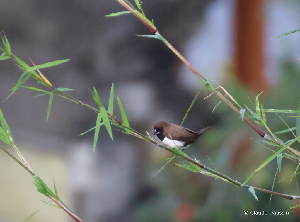 Javan Munia