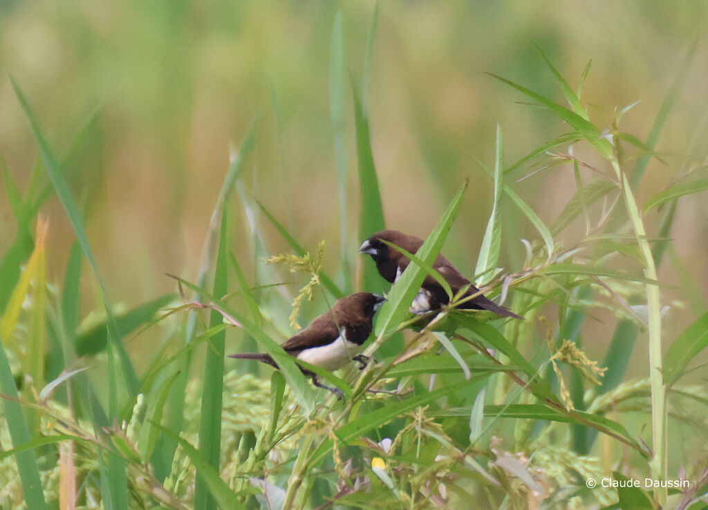 Javan Munia