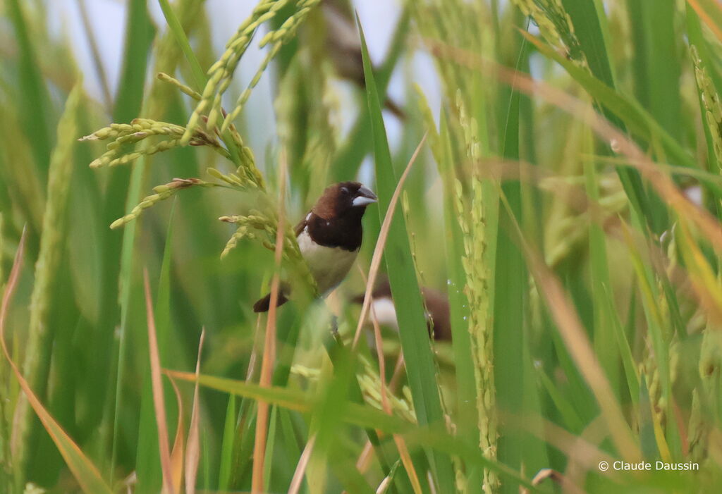 Javan Munia