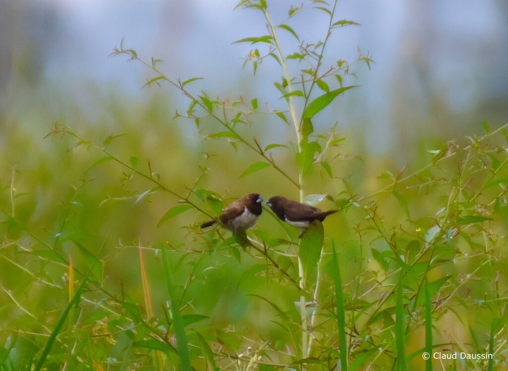 Javan Munia