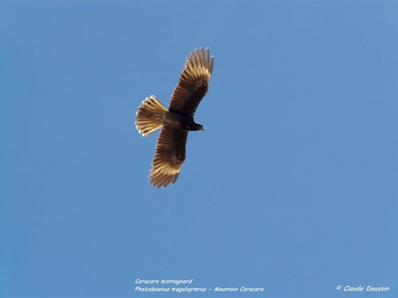 Caracara montagnard