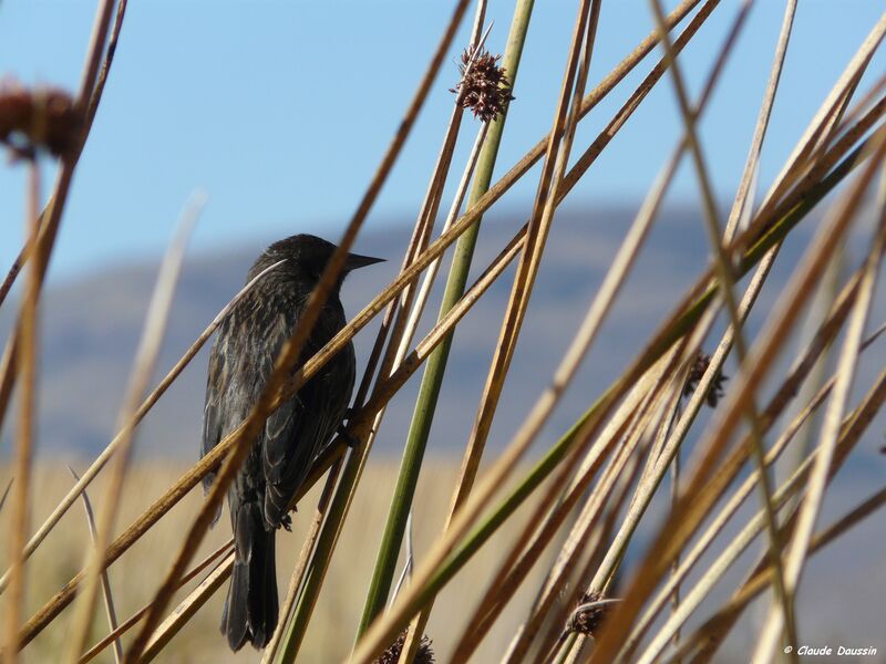 Yellow-winged Blackbird