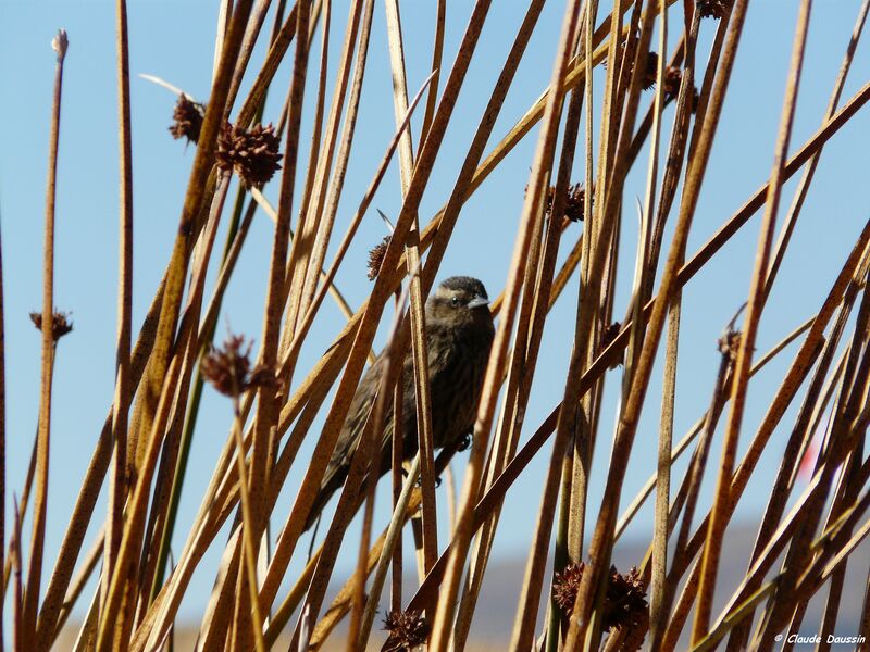 Yellow-winged Blackbird