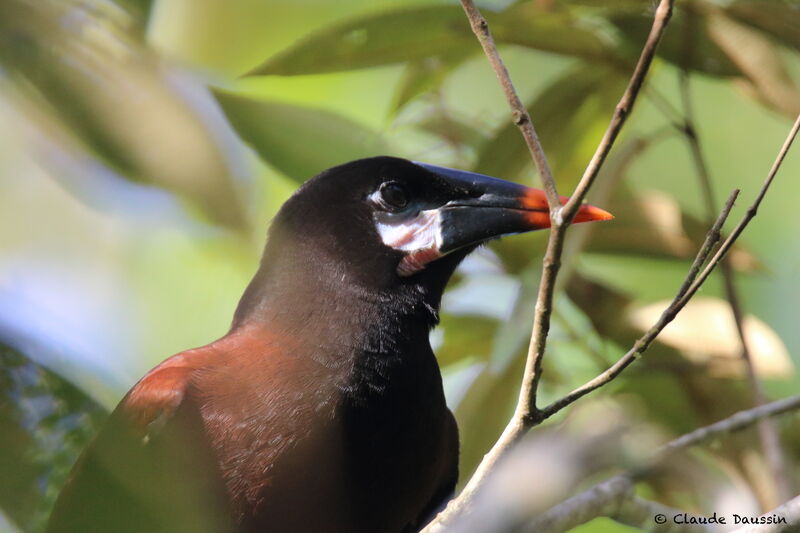 Cassique de Montezuma