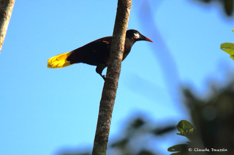 Cassique de Montezuma