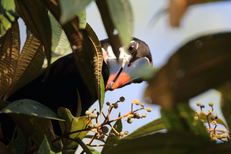 Montezuma Oropendola male adult, eats