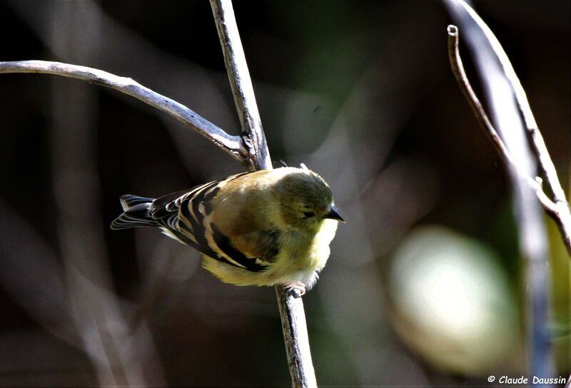 Chardonneret jaune