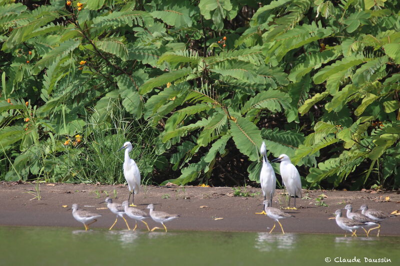 Lesser Yellowlegs