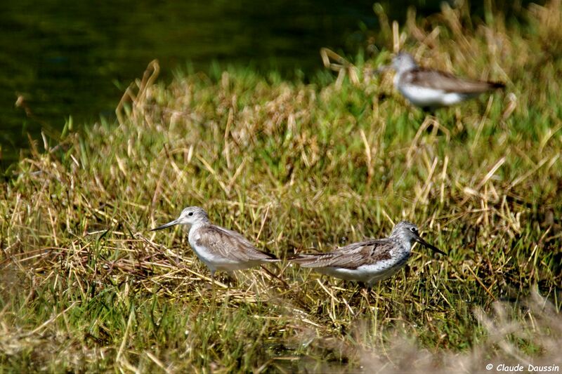 Common Greenshank