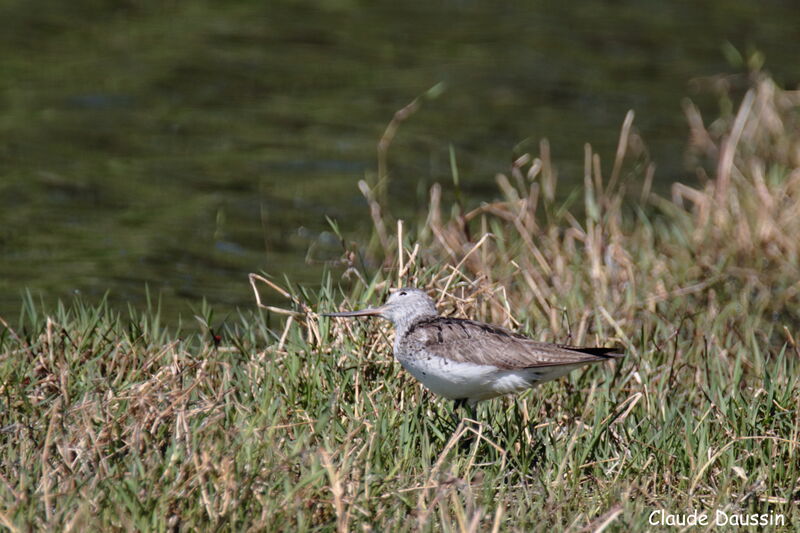 Common Greenshank