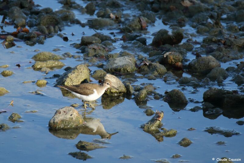 Green Sandpiper