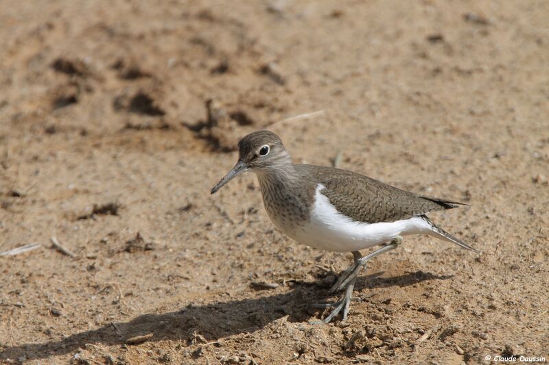 Common Sandpiper