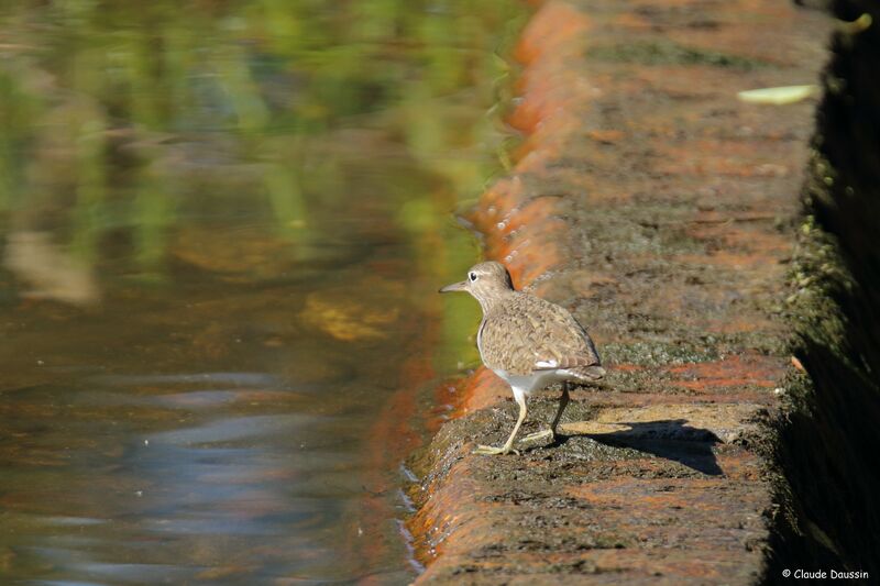 Common Sandpiper