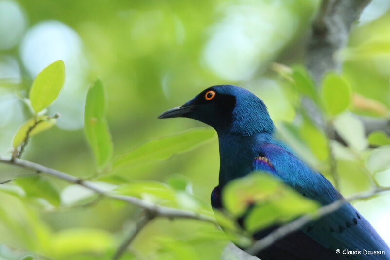 Cape Starling