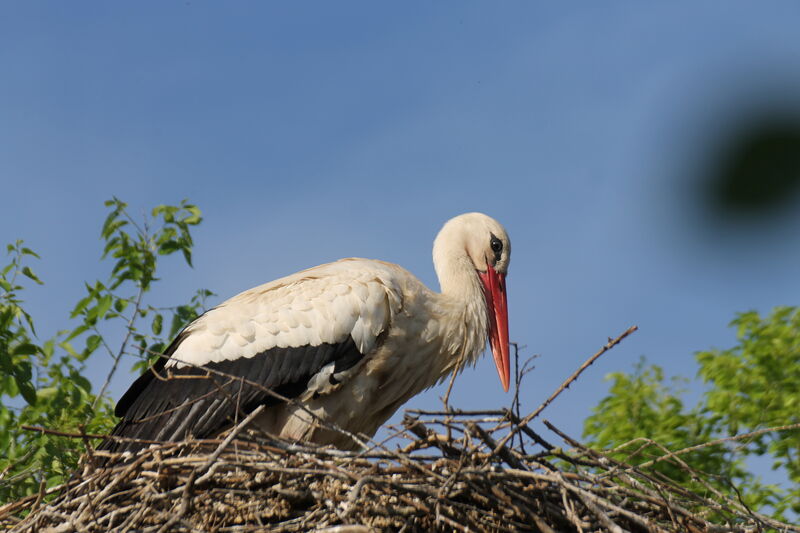 White Stork