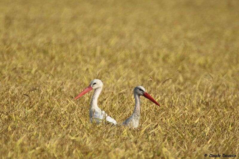 White Stork