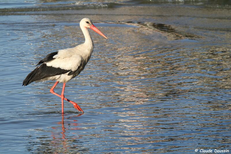 Cigogne blanche