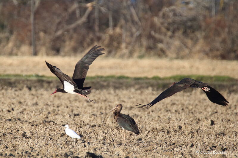 Cigogne noire