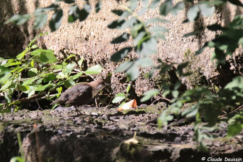 White-throated Dipper