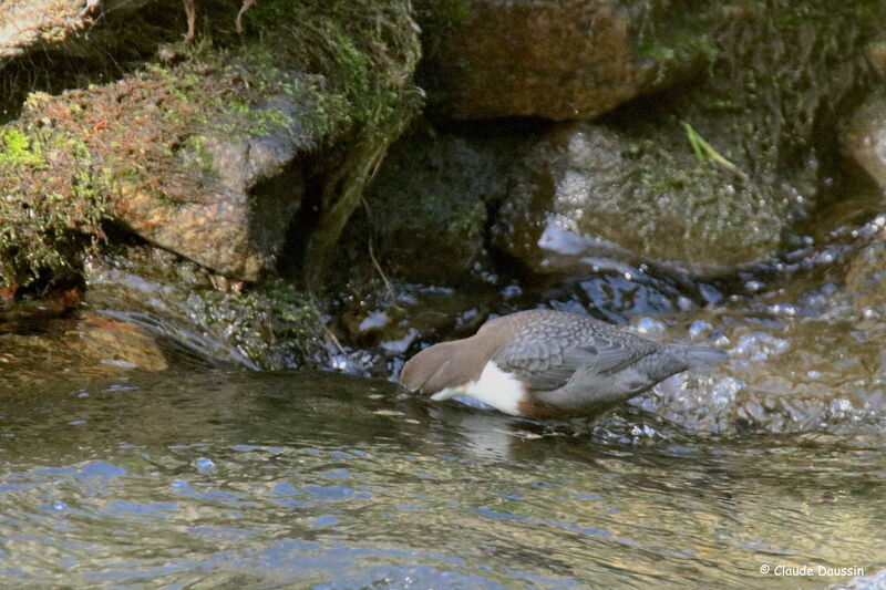 Cincle plongeur mâle, pêche/chasse