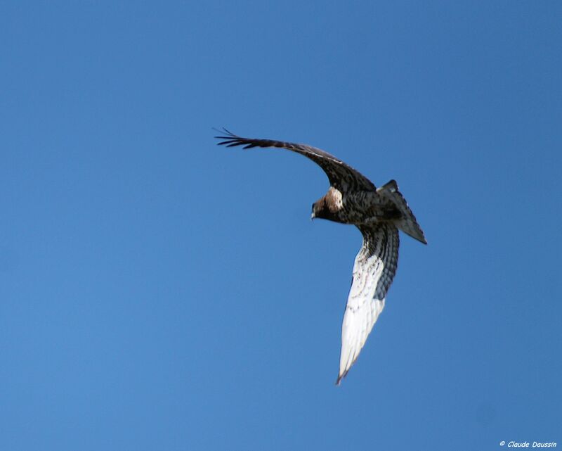 Short-toed Snake Eagle