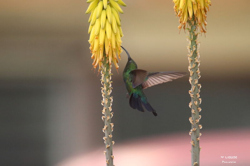 Green-throated Carib