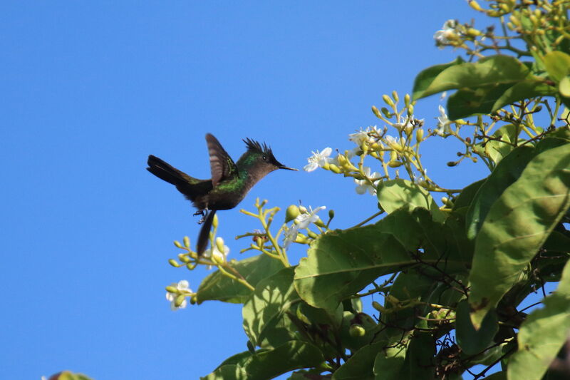 Colibri huppé