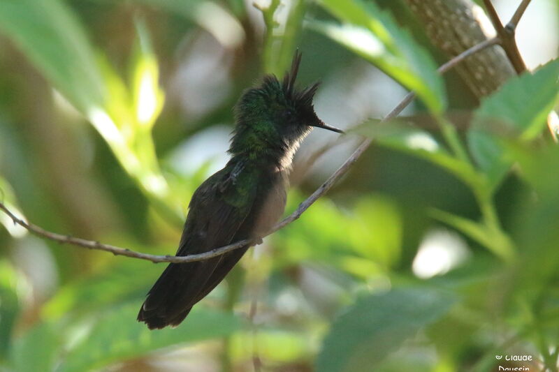 Antillean Crested Hummingbird