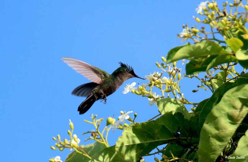 Colibri huppé