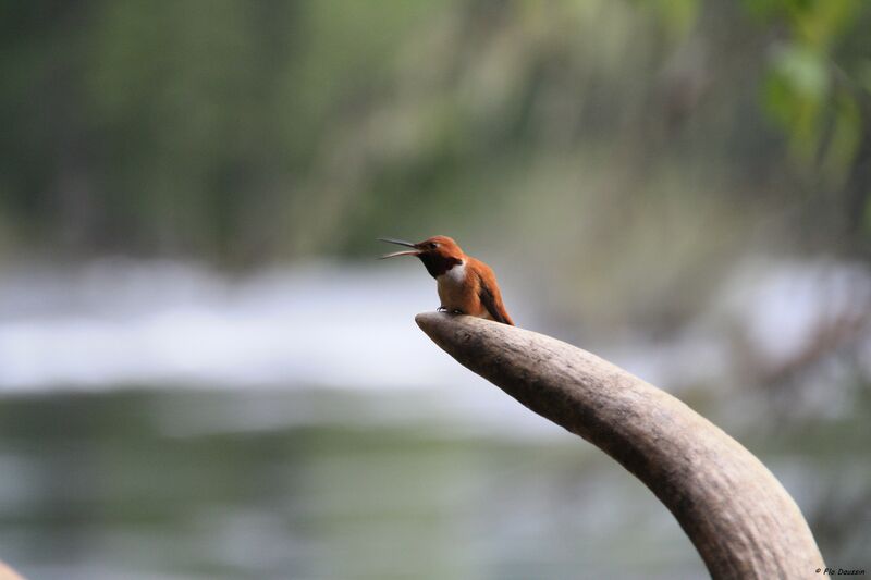 Rufous Hummingbird