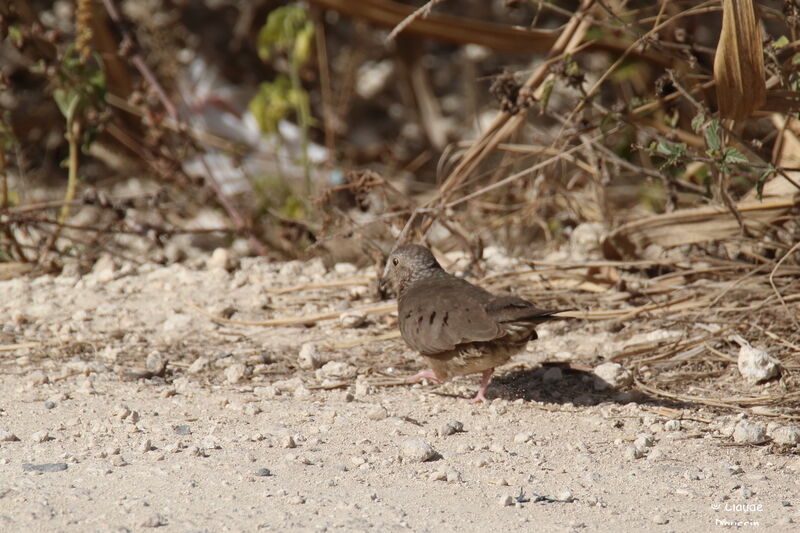 Common Ground Dove