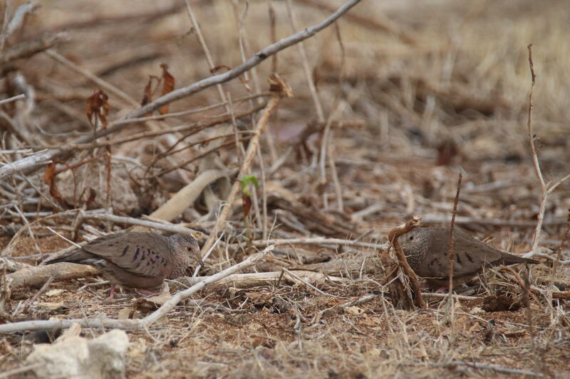 Common Ground Dove