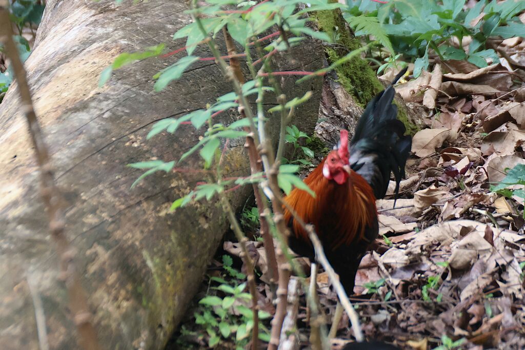 Red Junglefowl male adult