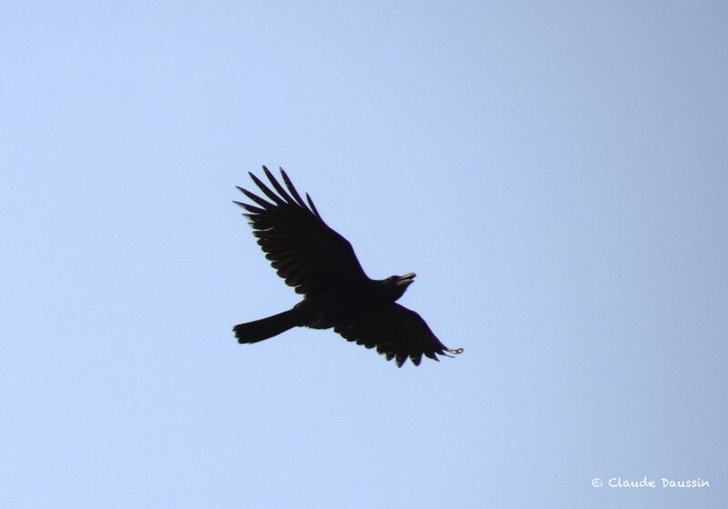 Corbeau à gros bec, Vol