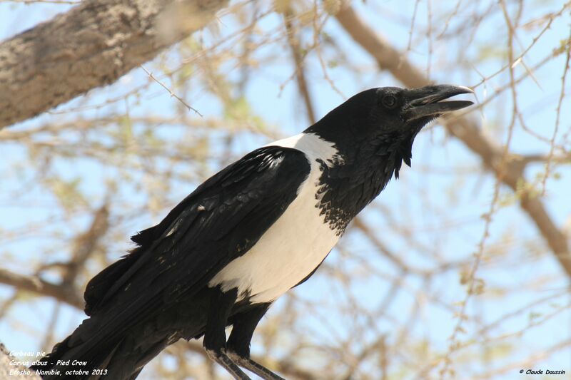 Pied Crow