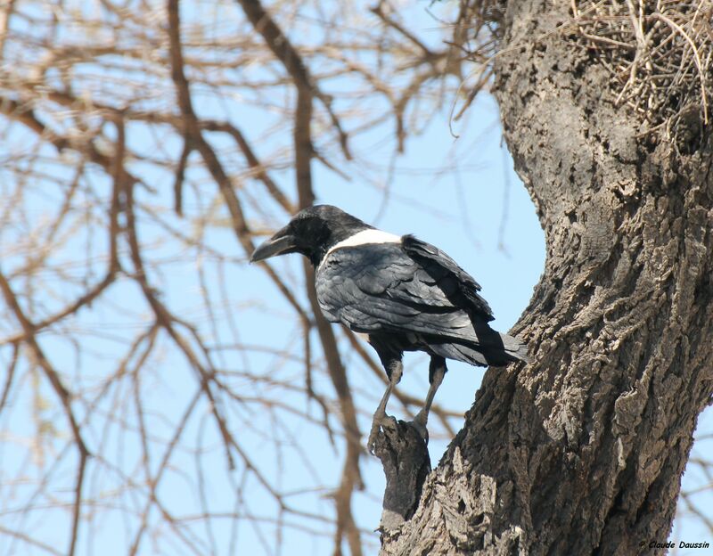 Pied Crow