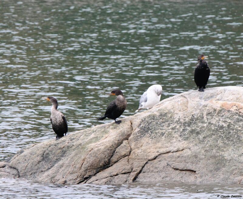 Cormoran à aigrettes