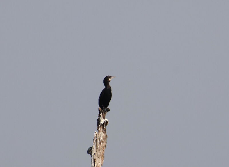 Cormoran à cou brun